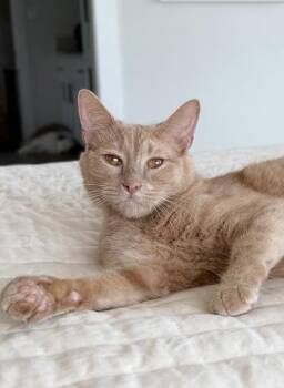Scottie (Declawed) -  Domestic Short Hair Cat for Adoption in Fort Worth, Texas - Scottie (Declawed) | PetCurious