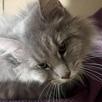 Domestic Long Hair Cats Available for Adoption in Oak Park, Illinois - Cat Yuki | PetCurious