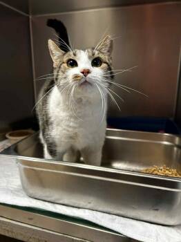 Rescue Domestic Short Hair Cats for Adoption in Chambersburg, Pennsylvania - Borris | PetCurious