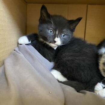 Leefuh -  Domestic Short Hair Cat for Adoption in Richmond, Virginia - Leefuh | PetCurious