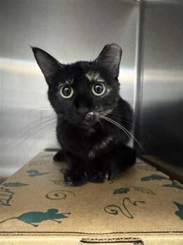 CAROL -  Domestic Short Hair Cat for Adoption in Brentwood, Missouri - CAROL | PetCurious
