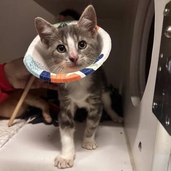 Mackinac Island Fudge -  Domestic Short Hair Cat for Adoption in Dearborn, Michigan - Mackinac Island Fudge | PetCurious
