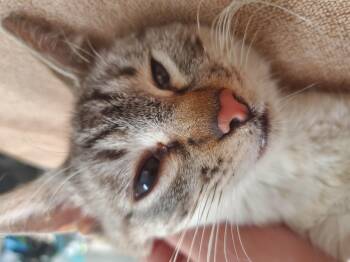 Ember -  Domestic Medium Hair Cat for Adoption in Wasilla, Alaska - Ember | PetCurious