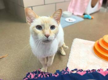 Domestic Short Hair Cats Available for Adoption in Fort Wayne, Indiana - OPIE | PetCurious