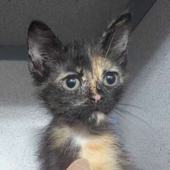 Cami -  Domestic Short Hair Cat for Adoption in Evansville, Indiana - Cami | PetCurious