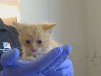 CYCLONE -  Domestic Short Hair Cat for Adoption in Sacramento, California - CYCLONE | PetCurious