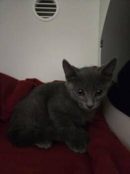 Capricorn -  Domestic Short Hair Cat for Adoption in Savannah, Georgia - Capricorn | PetCurious