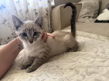 Raphael -  Siamese Cat for Adoption in Fenton, Missouri - Raphael | PetCurious