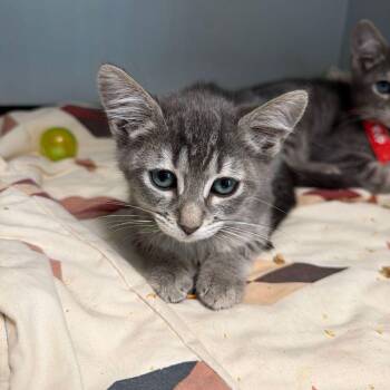 Domestic Short Hair Cats Available for Adoption in Kingman, Arizona - Quill | PetCurious