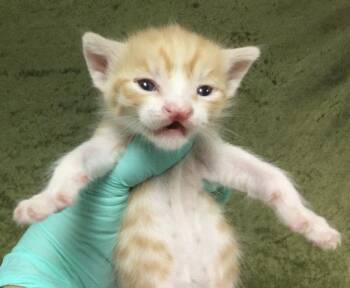 DARWIN -  Domestic Short Hair Cat for Adoption in Riverside, California - DARWIN | PetCurious