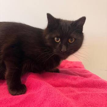 Shadow -  Domestic Short Hair Cat for Adoption in Clavet, Saskatchewan - Shadow | PetCurious