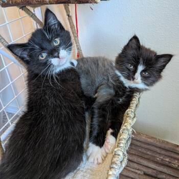 Bandit -  Domestic Short Hair Cat for Adoption in Cathlamet, Washington - Bandit | PetCurious