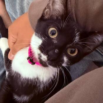 Daisy Boo -  Tuxedo and Domestic Short Hair Cat for Adoption in Friendswood, Texas - Daisy Boo | PetCurious