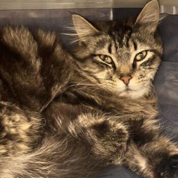 Domestic Long Hair Cats Available for Adoption in Salt Lake City, Utah - Coconut Shrimp | PetCurious