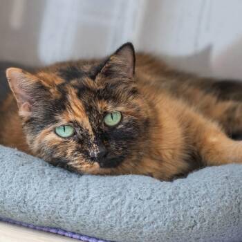 Ombre -  Domestic Short Hair Cat for Adoption in Pontiac, Michigan - Ombre | PetCurious