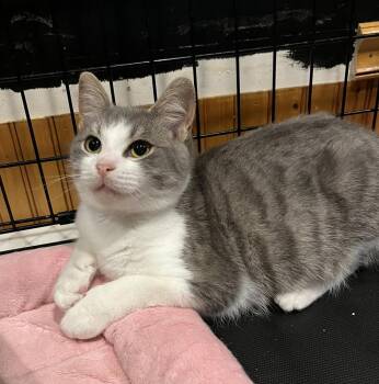 Domestic Short Hair Cats Available for Adoption - Murphy | PetCurious