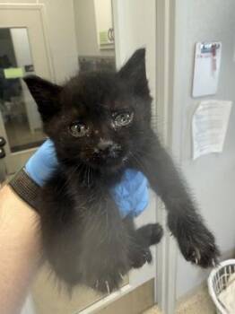 Norman (Blue) -  Domestic Short Hair Cat for Adoption in Lafayette, Indiana - Norman (Blue) | PetCurious