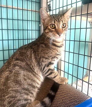 Rescue Domestic Short Hair Cats for Adoption in Seal Beach, California - Freddie Mercury | PetCurious