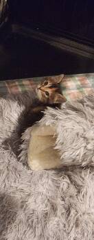 Bea -  Domestic Short Hair Cat for Adoption in Stover, Missouri - Bea | PetCurious