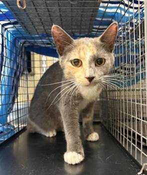 BLAIR -  Domestic Short Hair Cat for Adoption in Fort Myers, Florida - BLAIR | PetCurious