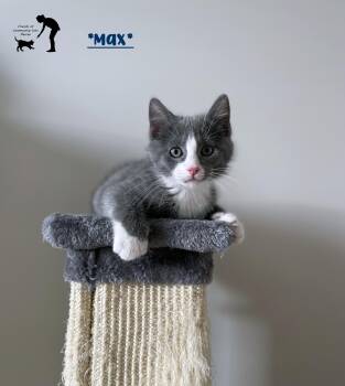 Max -  Domestic Short Hair Cat for Adoption in Centerville, Utah - Max | PetCurious