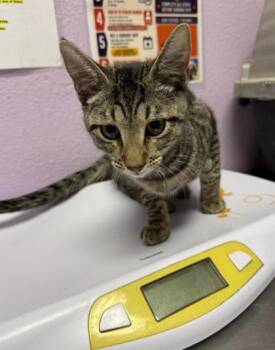 61485468 -  Domestic Short Hair Cat for Adoption in El Paso, Texas - 61485468 | PetCurious