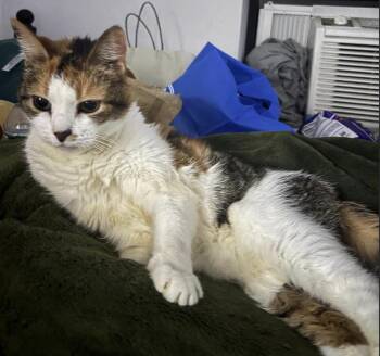 Domestic Short Hair and Calico Cats Available for Adoption in New York, New York - Dulce  | PetCurious