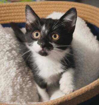 Rocket Rose -  Domestic Short Hair Cat for Adoption in El Dorado, Arkansas - Rocket Rose | PetCurious
