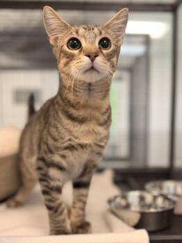 Oatmeal -  Domestic Short Hair Cat for Adoption in Sanford, Florida - Oatmeal | PetCurious