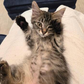 Berry Pie -  Domestic Medium Hair Cat for Adoption in Nashville, Tennessee - Berry Pie | PetCurious