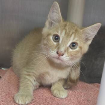 Rocky Balboa -  Domestic Long Hair Cat for Adoption in Fort Wayne, Indiana - Rocky Balboa | PetCurious