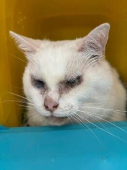 Reed - Not at shelter (Wendy) -  Domestic Short Hair Cat for Adoption in Rustburg, Virginia - Reed - Not At Shelter (Wendy) | PetCurious