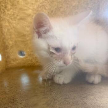 Gus -  Domestic Short Hair Cat for Adoption in Philadelphia, Pennsylvania - Gus | PetCurious