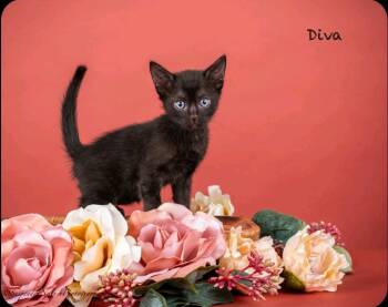 Rescue Domestic Short Hair Cats for Adoption in San Jacinto, California - Diva | PetCurious