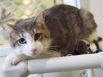 Domestic Short Hair Cats Available for Adoption in Sacramento, California - EPHRAIM | PetCurious