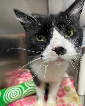 Mr Kitty -  Domestic Medium Hair Cat for Adoption in Stillwater, Oklahoma - Mr Kitty | PetCurious