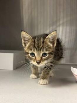 SKY -  Domestic Short Hair Cat for Adoption in Doral, Florida - SKY | PetCurious