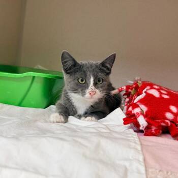 Taffy -  Domestic Short Hair Cat for Adoption in Great Falls, Montana - Taffy | PetCurious