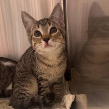 Jeremey -  Domestic Short Hair Cat for Adoption in Tampa, Florida - Jeremey | PetCurious