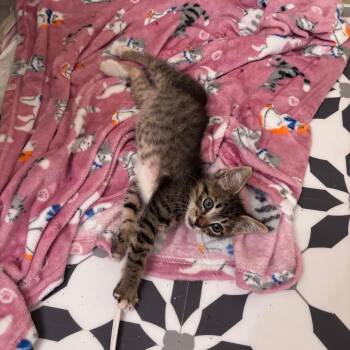 Ralphie -  Domestic Medium Hair and Domestic Short Hair Cat for Adoption in Hattiesburg, Mississippi - Ralphie | PetCurious