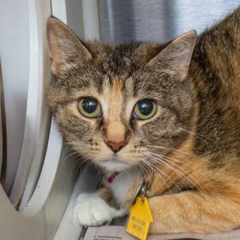 Domestic Short Hair Cats Available for Adoption in St. Louis, Missouri - PHOENIX | PetCurious