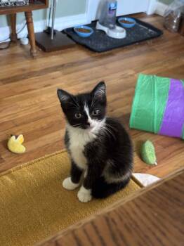 Rescue Domestic Short Hair Cats for Adoption in WDM, Iowa - Cosmo | PetCurious