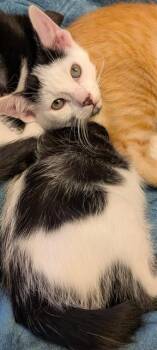 Domestic Short Hair Cats Available for Adoption in Peoria, Illinois - AVENGER | PetCurious
