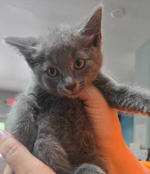 LOC Reno -  American Bobtail Cat for Adoption in Greencastle, Indiana - LOC Reno | PetCurious