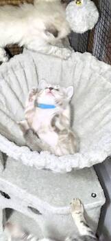 Blue Collar -  Bengal Cat for Sale in La Vergne, Tennessee - Blue Collar | PetCurious