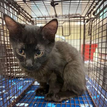 Kalabar -  Domestic Short Hair Cat for Adoption in Galveston, Texas - Kalabar | PetCurious