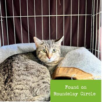 Domestic Short Hair Cats Available for Adoption in Lynchburg, Virginia - Mulberry | PetCurious
