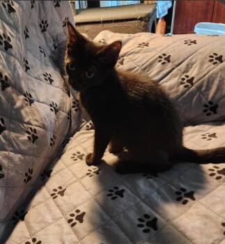 Cole -  Domestic Short Hair Cat for Adoption in Phoenix, Arizona - Cole | PetCurious