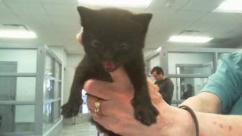 NYX -  Domestic Short Hair Cat for Adoption in Charlotte, North Carolina - NYX | PetCurious