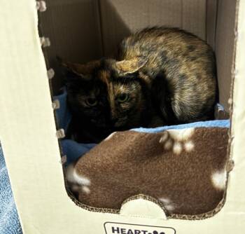 Rescue Domestic Short Hair Cats for Adoption in Pontiac, Michigan - Hydrangea | PetCurious